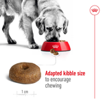 Royal Canin Maxi Ageing 8+ adapted kibble size to encourage chewing
