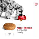 Royal Canin Medium Adult adapted kibble size to encourage chewing