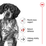 Royal Canin Medium Ageing 10+ benefits: muscle mass support, natural defences, lifelong vitality support