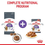 Royal Canin Appetite Control Care in Gravy Wet Cat Food