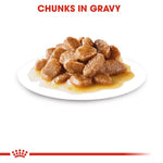 dog food chunks in gravy