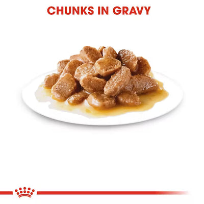dog food chunks in gravy