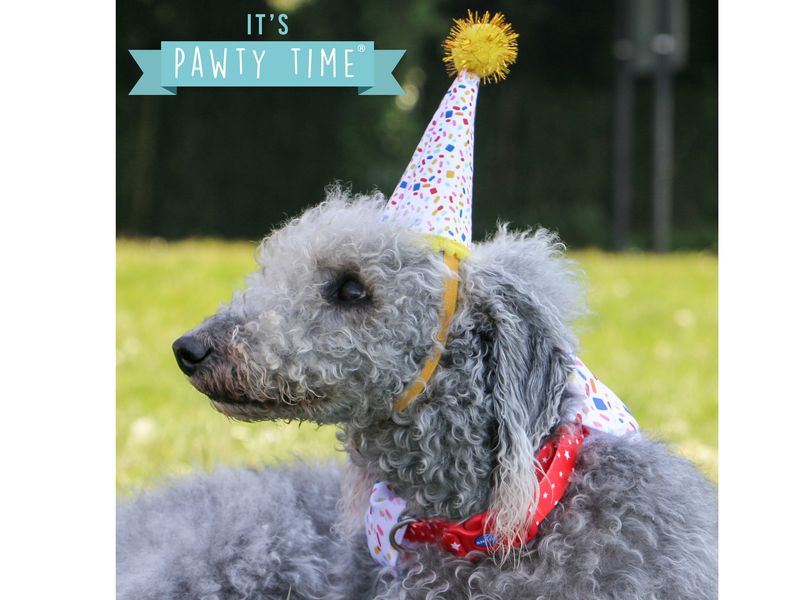 Sprinkle Happy Birthday Bandana and Hat set - Valuepet.ie