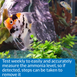 Angelfish in aquarium: test weekly with the API Ammonia Test Kit to measure ammonia levels