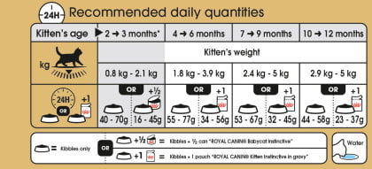 Royal Canin Kitten British Shorthair - PetWorld